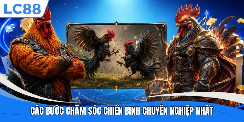 Các bước chăm sóc chiến binh chuyên nghiệp nhất